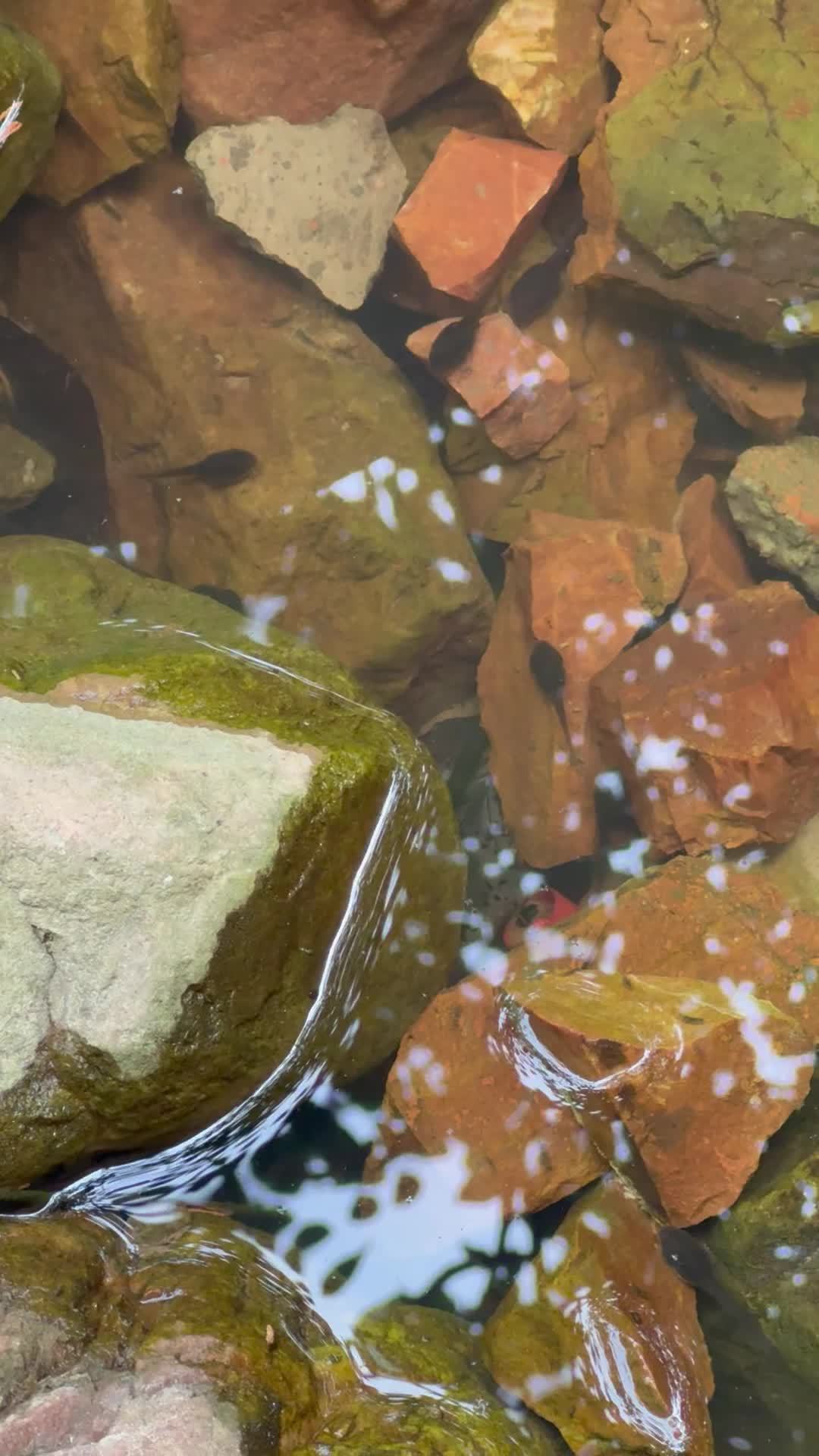 小蝌蚪游水 2