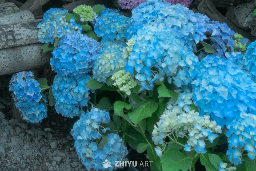蓝白交织的绣球花