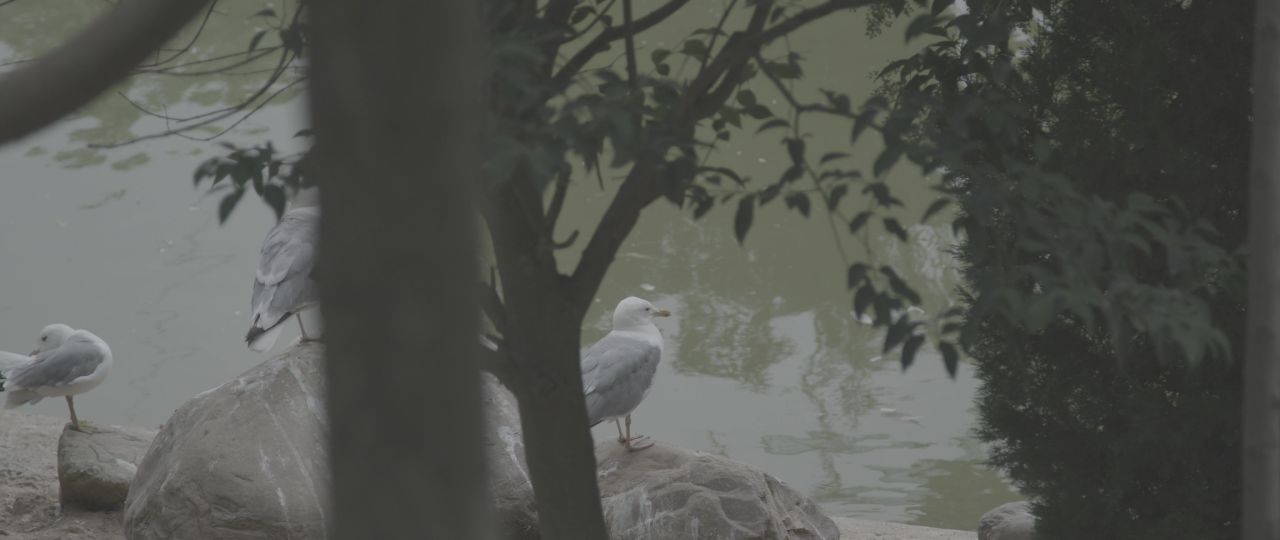 五龙山野生动物王国