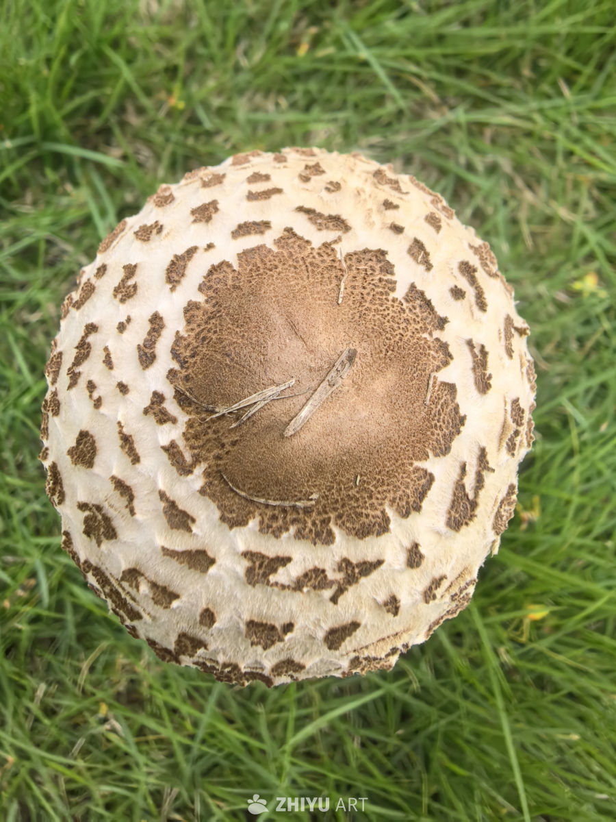 五颜六色的叶子与蘑菇🍄