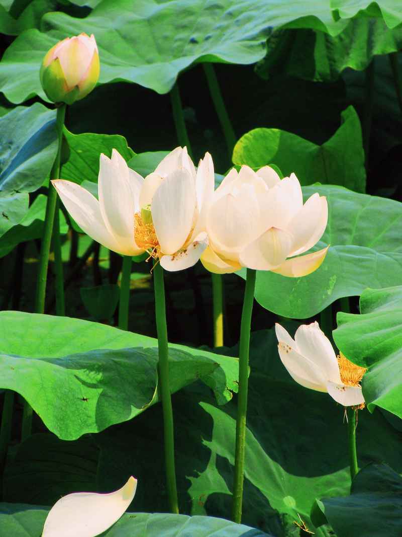 “水中君子”——荷花 9