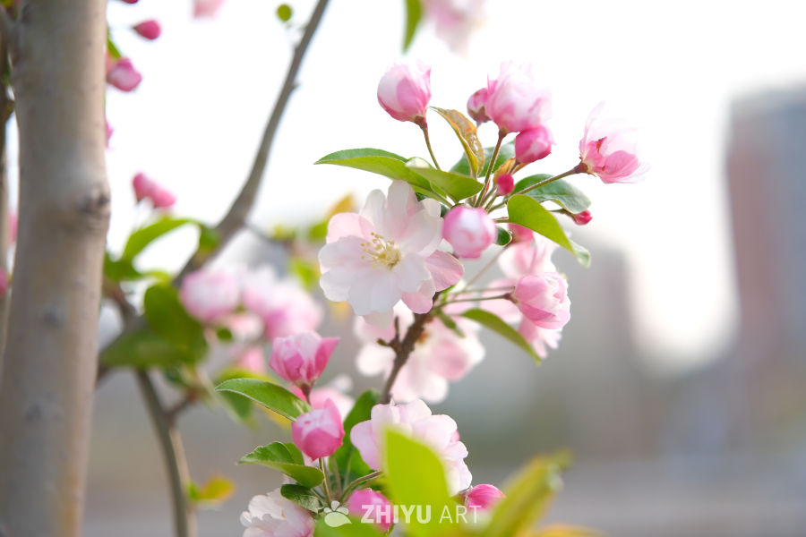 春天海棠花 60