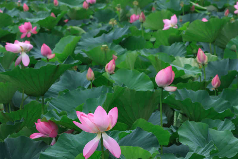 荷花 10