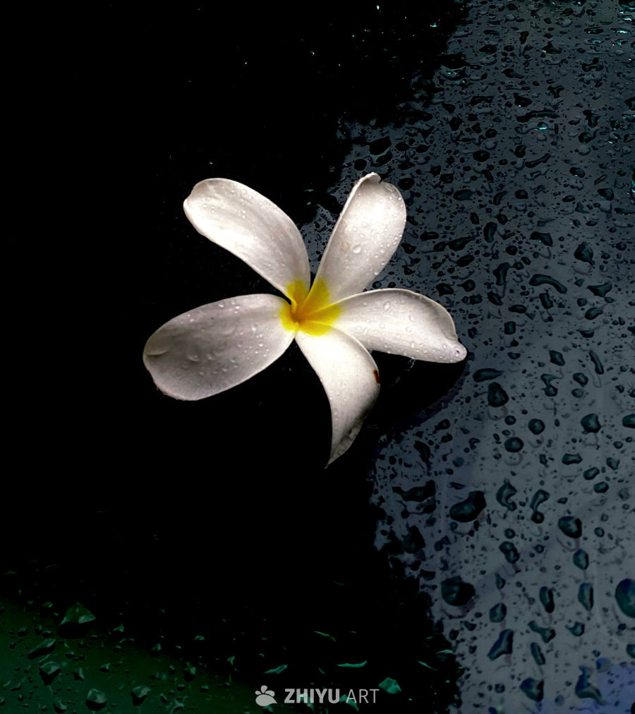 雨后静谧的白花