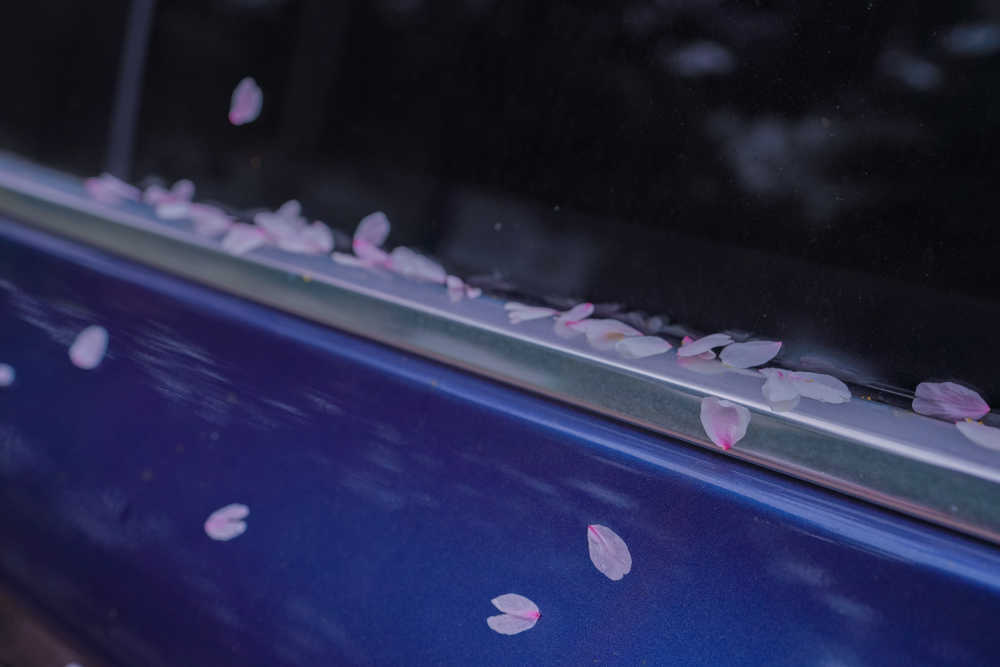 樱花季