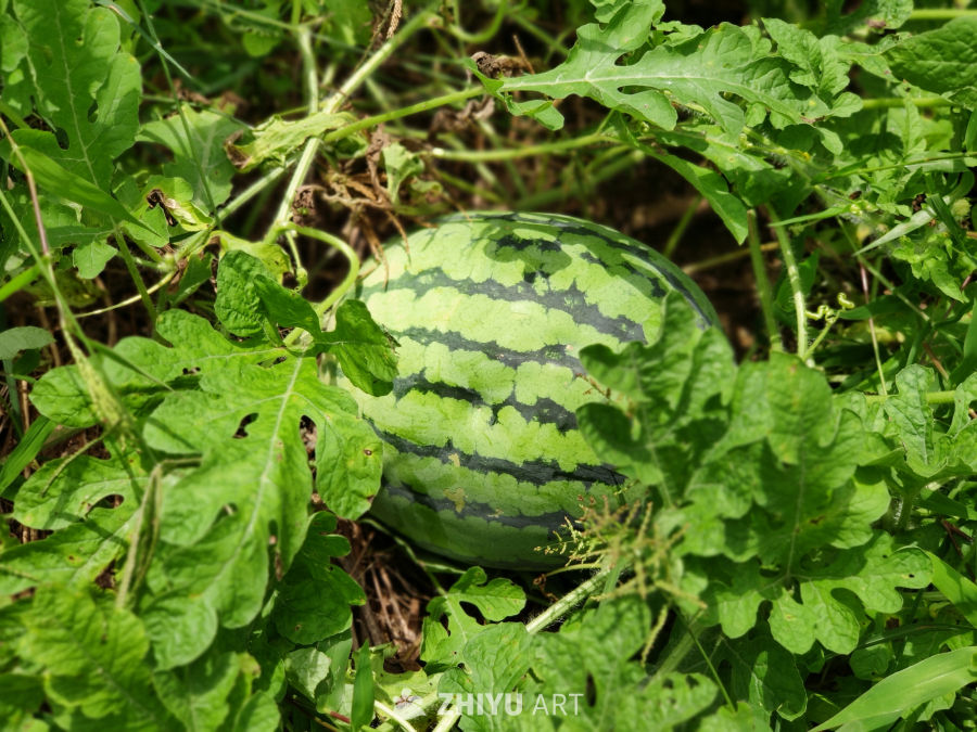 西瓜 2