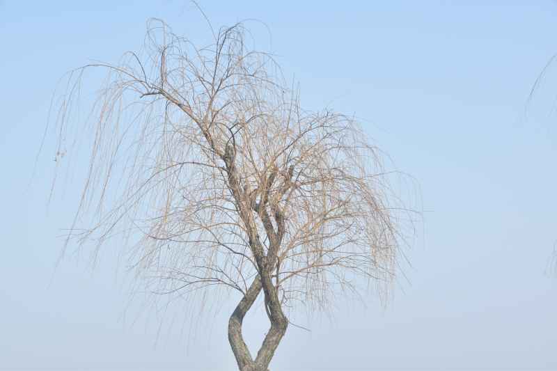 冬季柳树