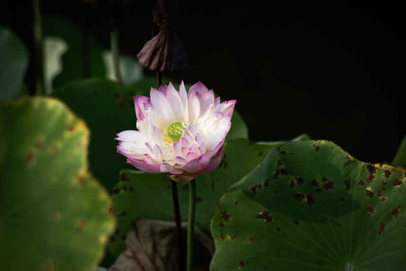 荷花