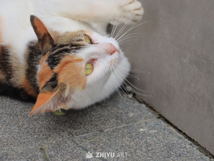 眯眼的三色猫