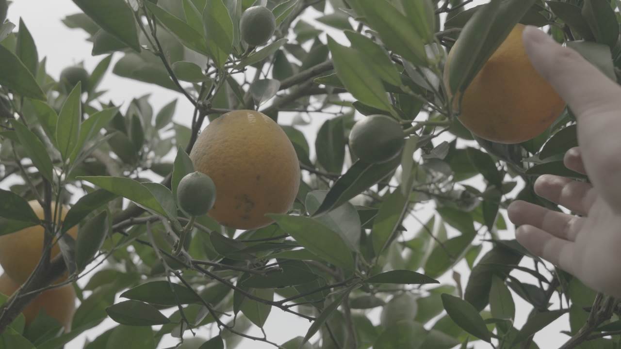 摘橙子的瞬间