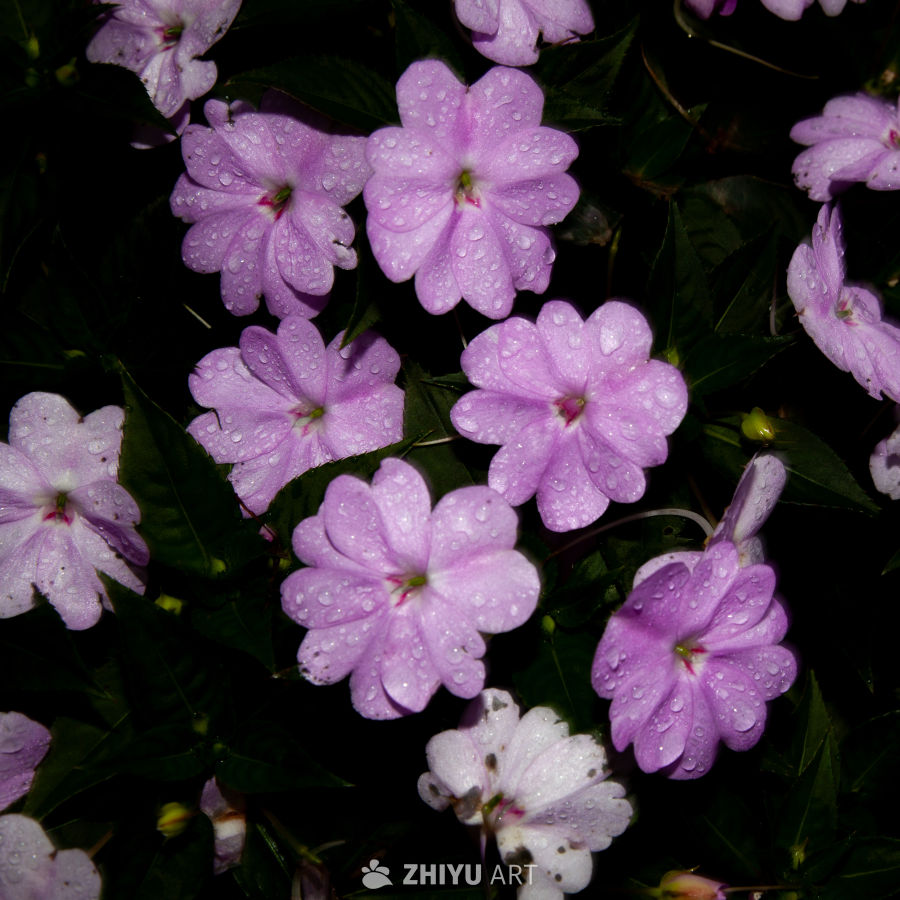 花 6