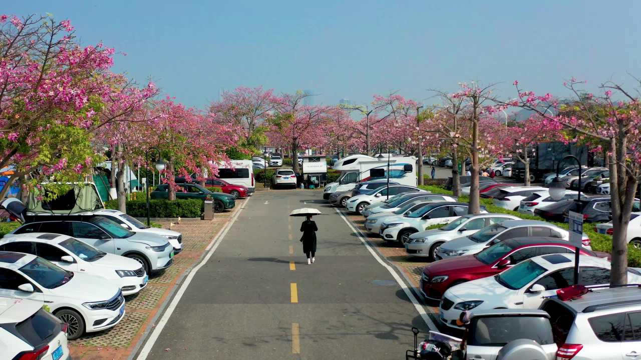 二四年珠海横琴花海长廊异木棉二