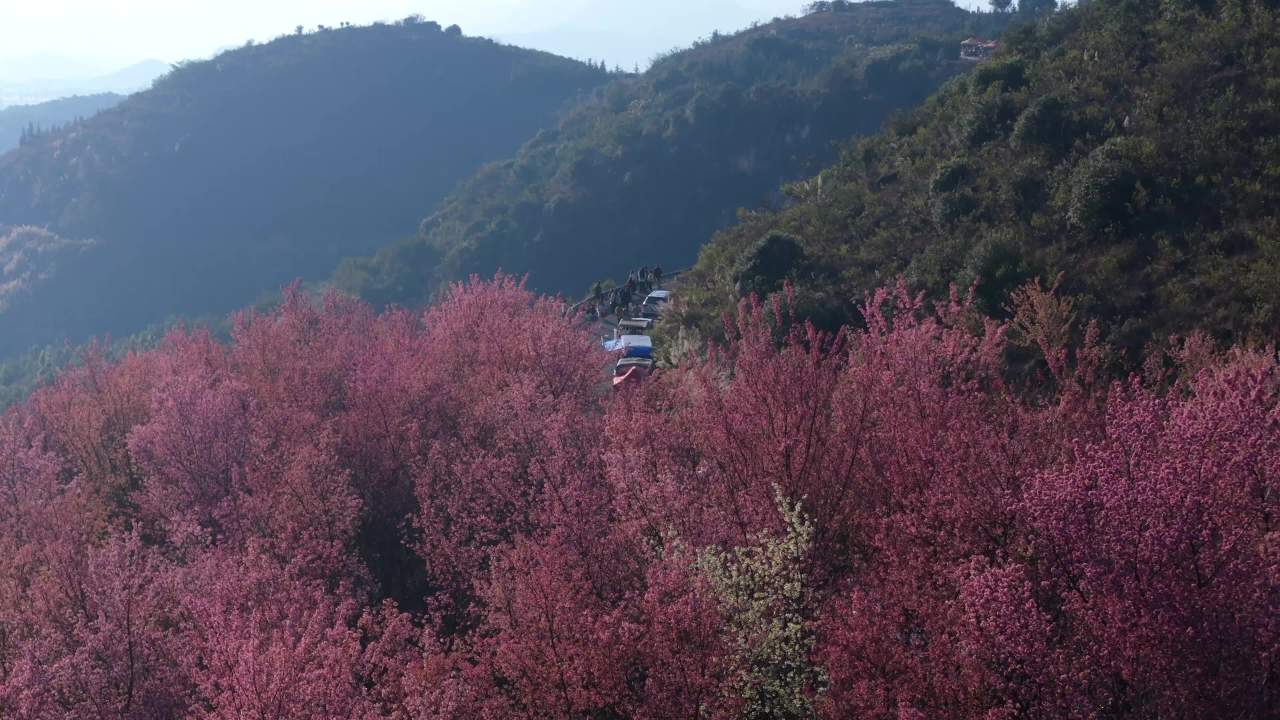 山间樱花道