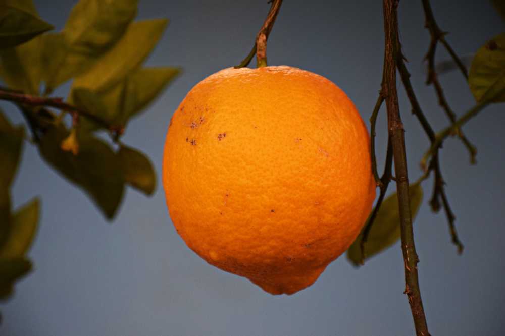 橙色水果柑橘健康
