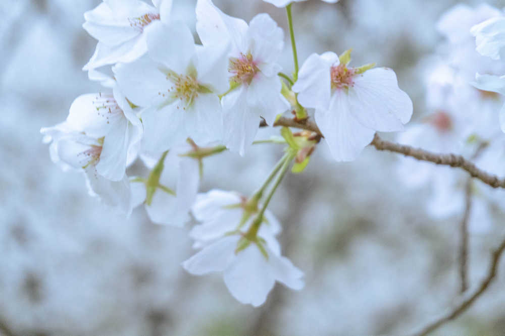 早樱