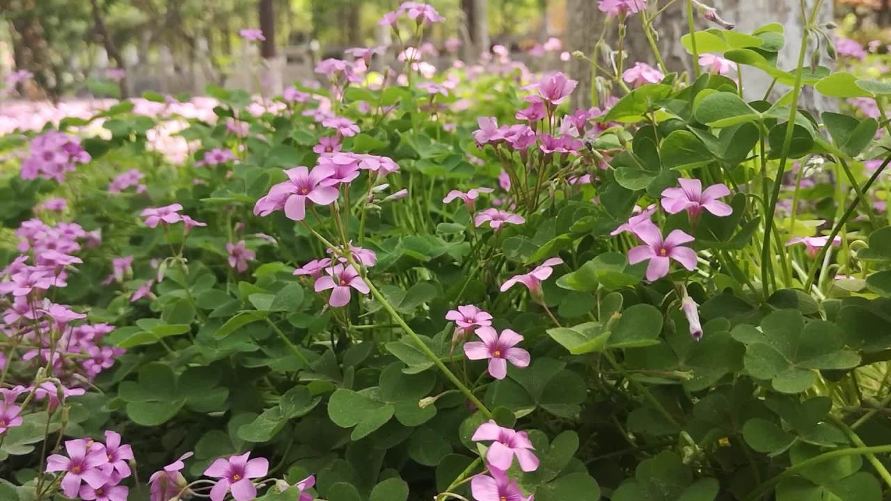 粉色花海