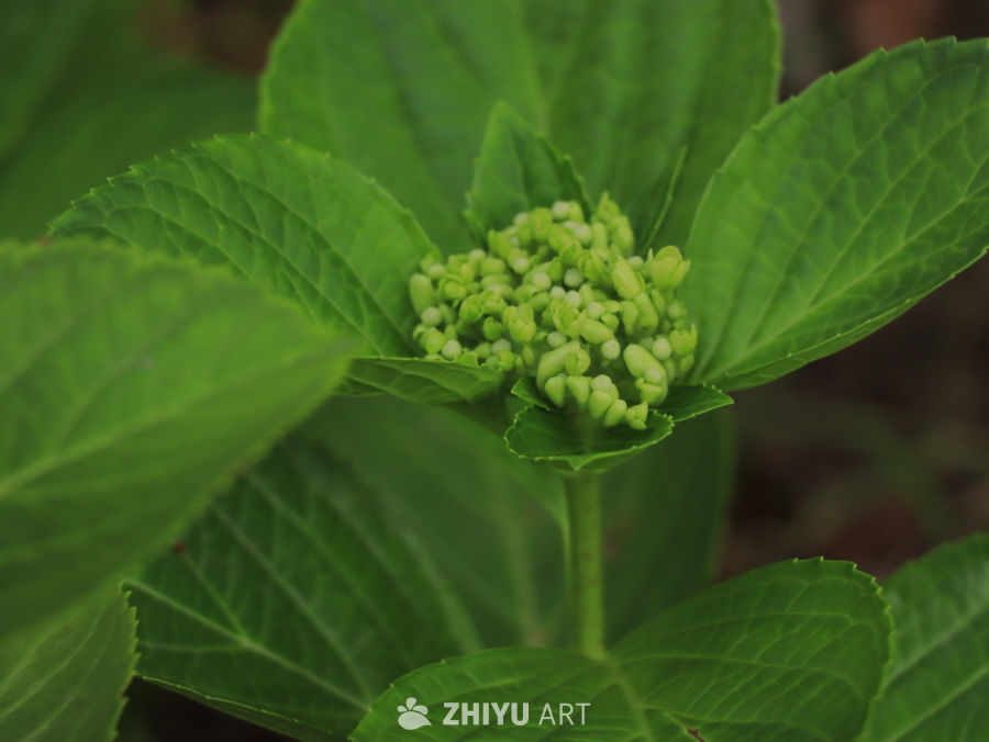 初绽的绣球花