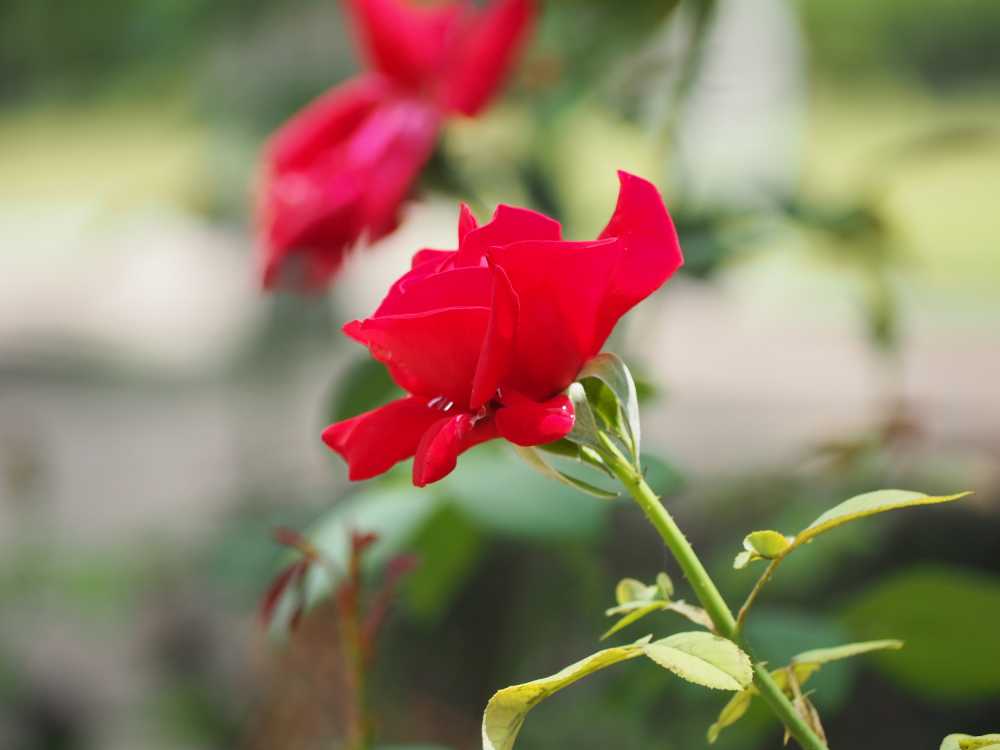 月季花