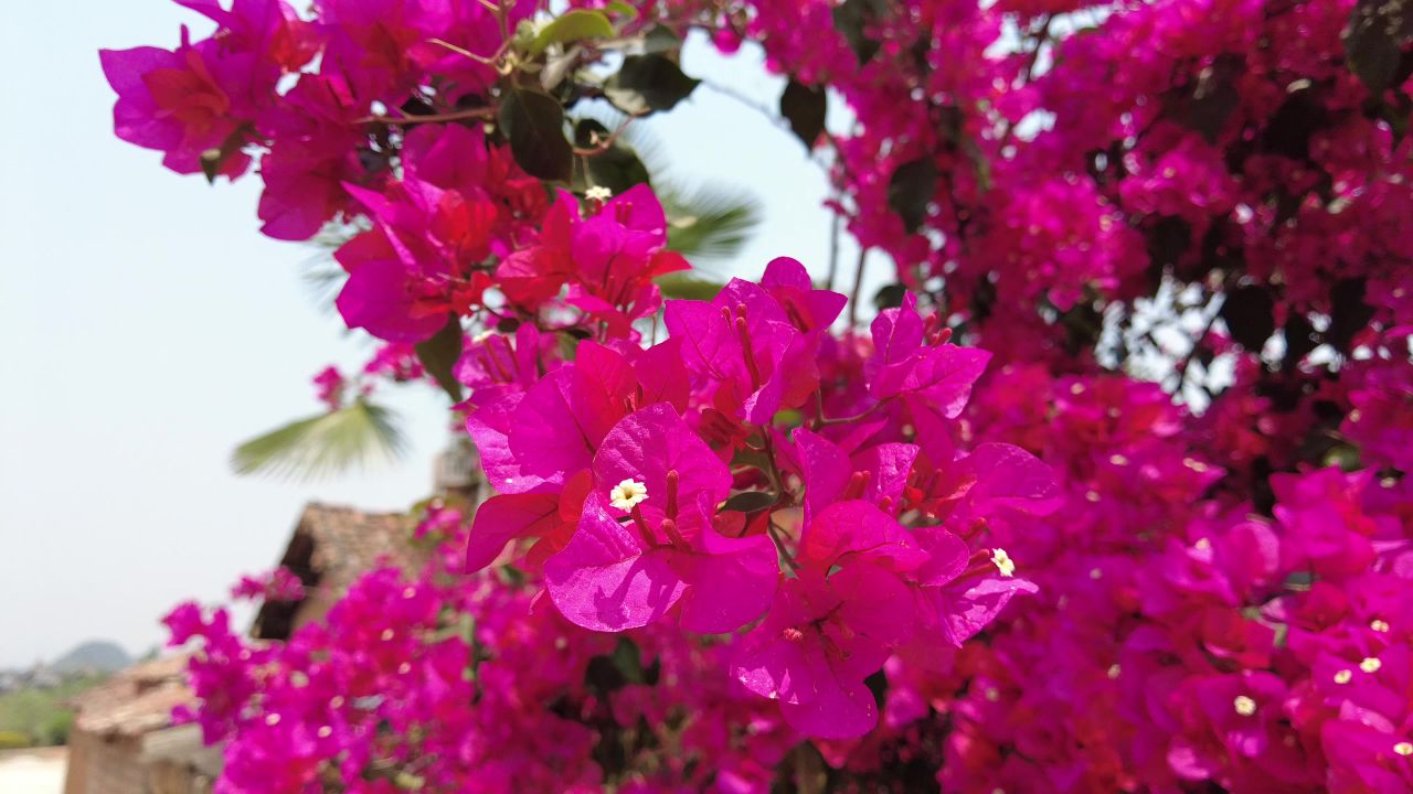 植物 花朵 三角梅 盛开 实拍