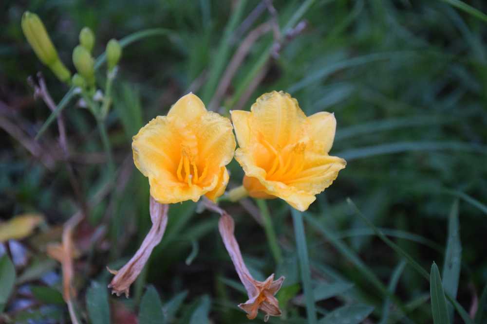 双子花2
