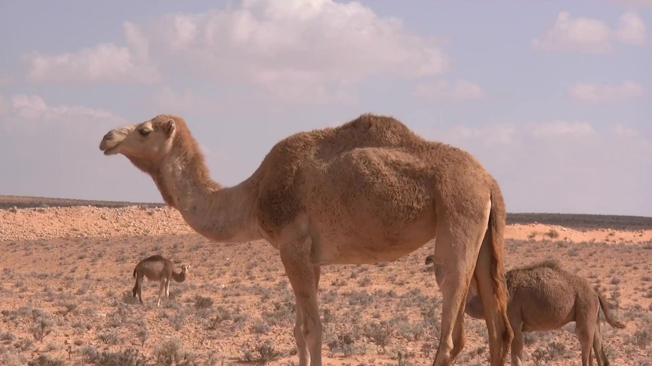 单峰骆驼沙漠撒哈拉突尼斯