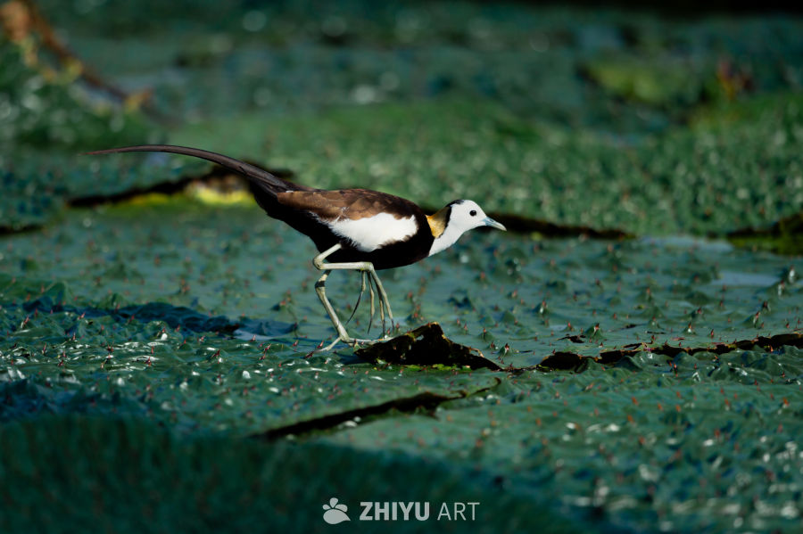 水雉水鸡与蛇 3