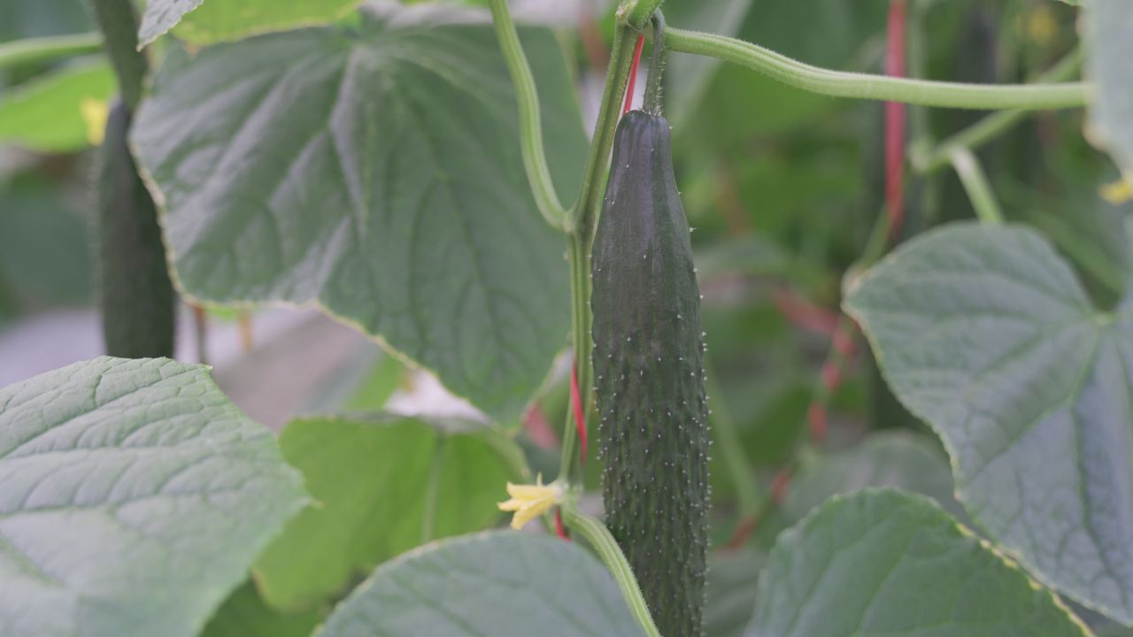 黄瓜种植 3