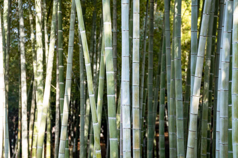 植物竹叶竹子树枝树叶摄影图