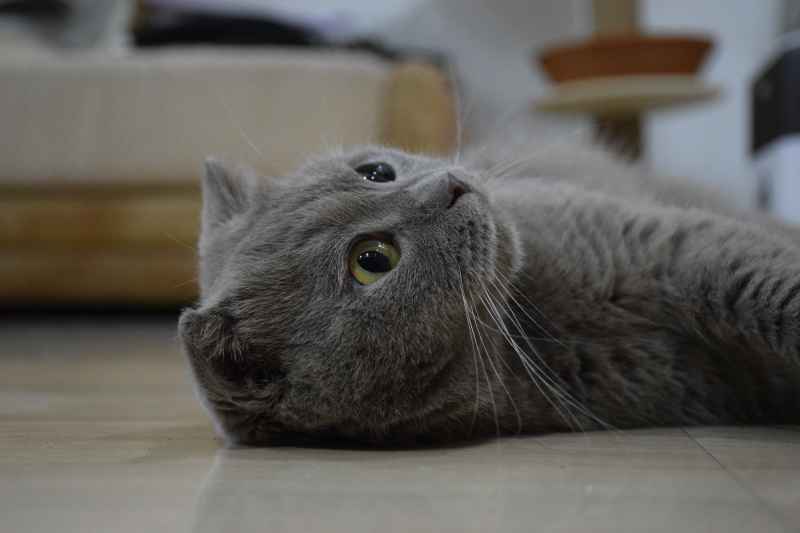 悠然之影，变色折耳猫的午后梦
