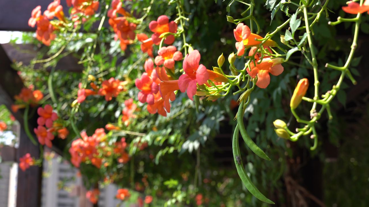 凌霄花 2