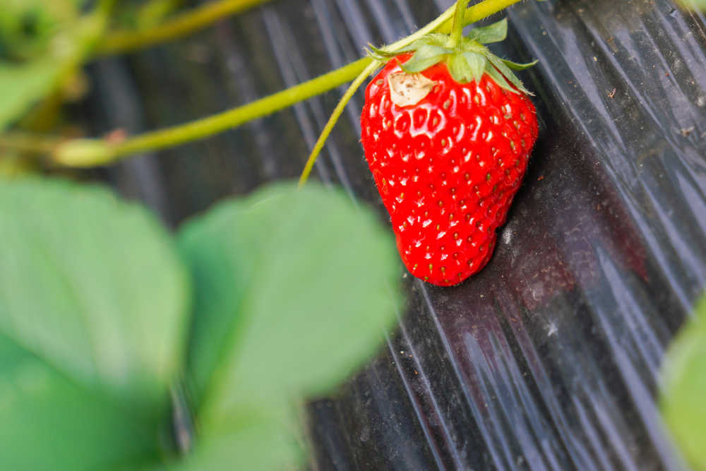 草莓季