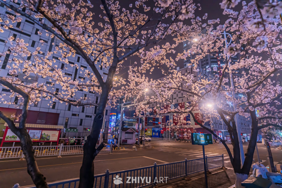 苏州樱花春分街