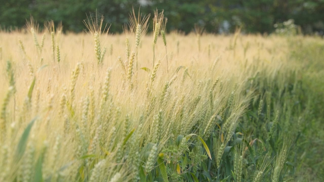 春末夏初农村田野小麦成熟 10