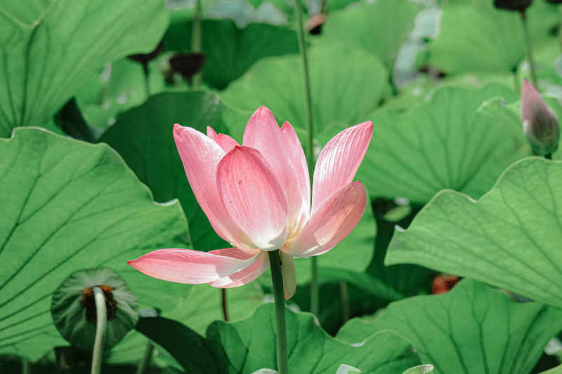 荷花