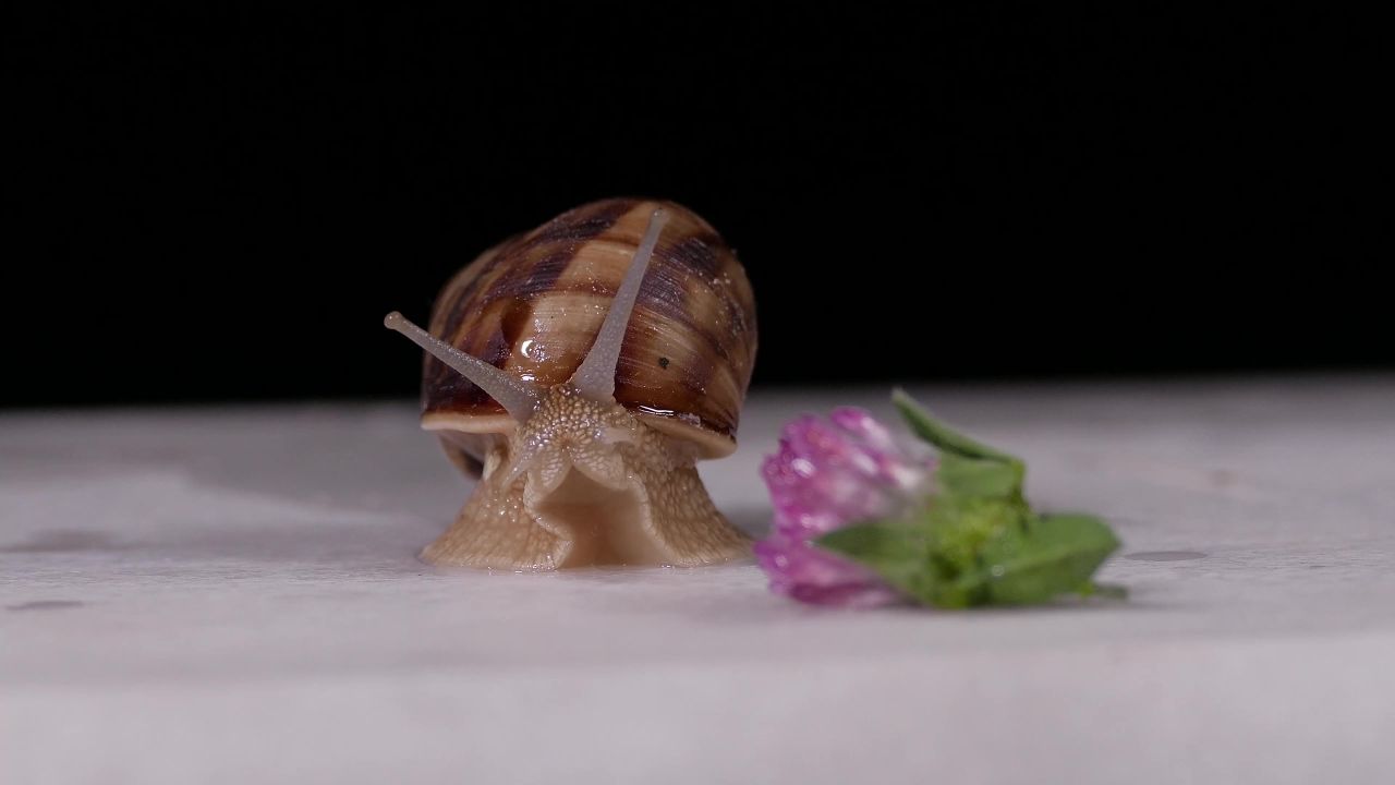 蜗牛野生自然动物
