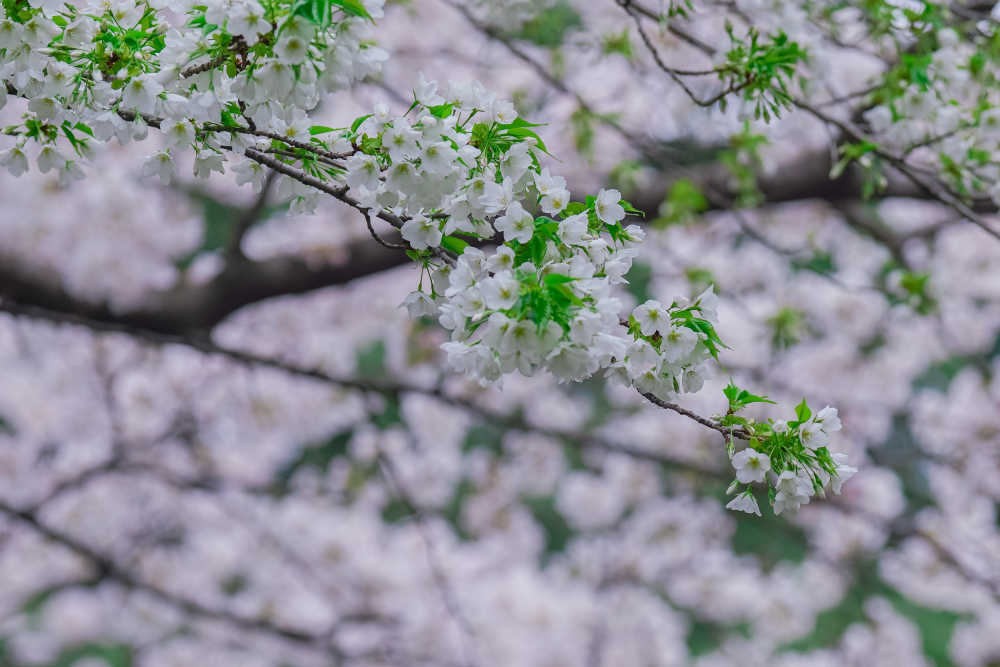 樱花季