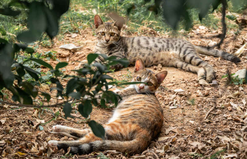 小猫小猫