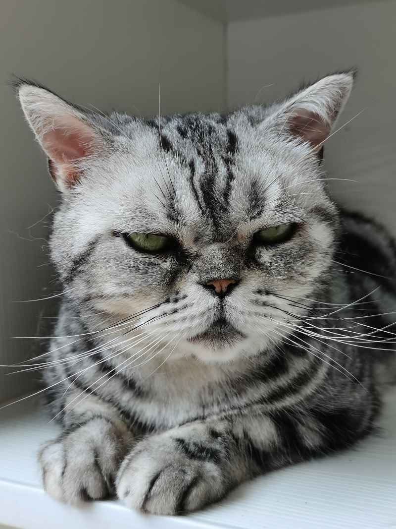 猫猫
