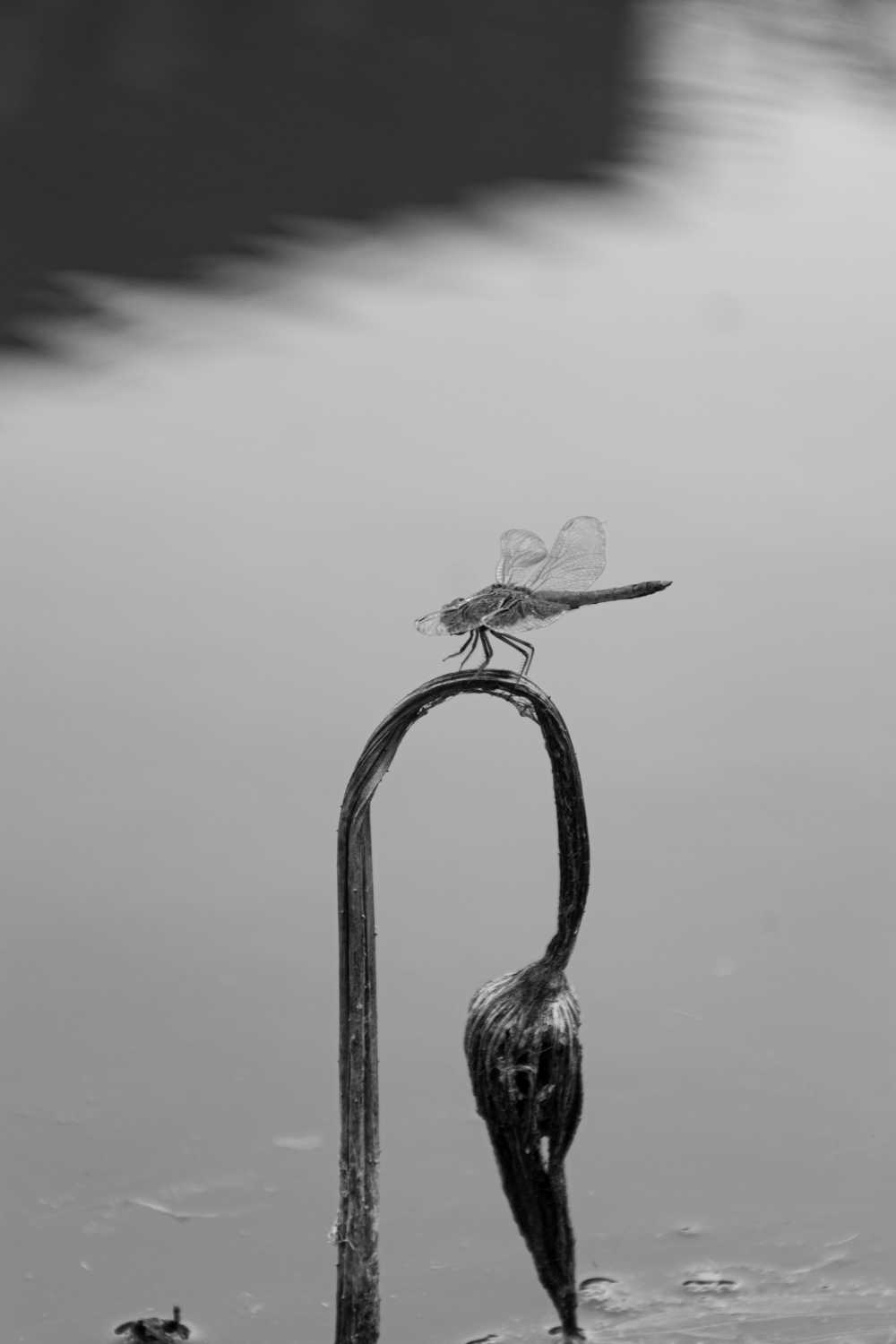 蜻蜓