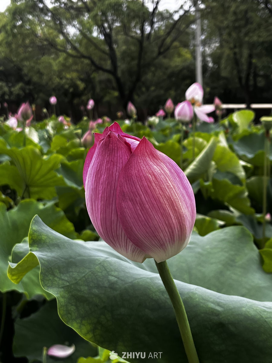 粉红莲花静谧绽放