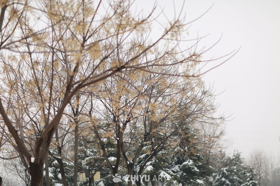 冬日雪景