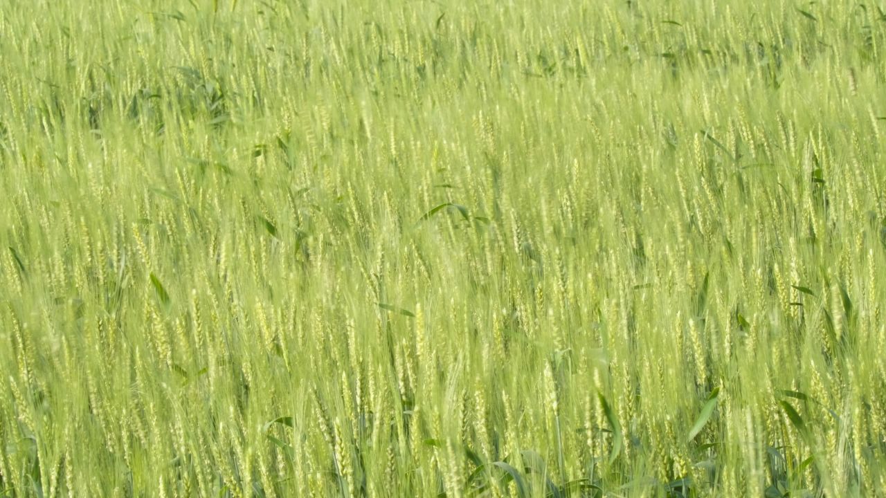 春末夏初农村田野小麦成熟 24
