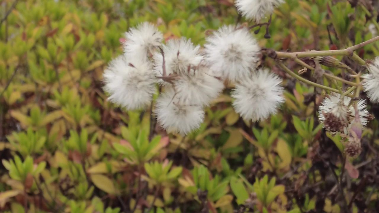 秋天 蒲公英 植物 实拍