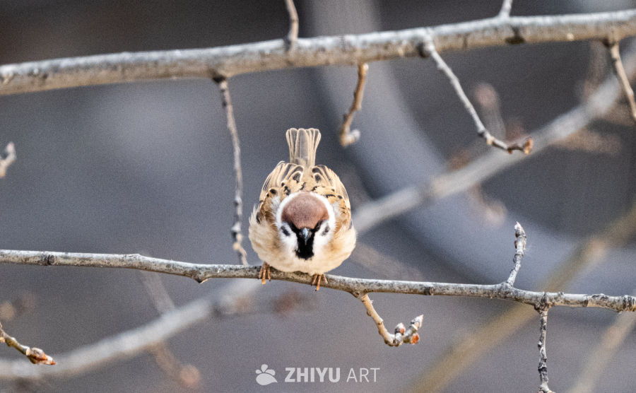 麻雀栖枝，春意初现