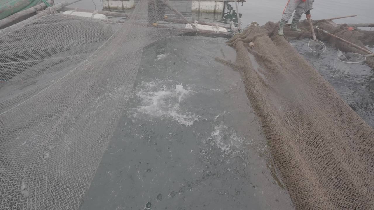 渔民捞鱼作业场景