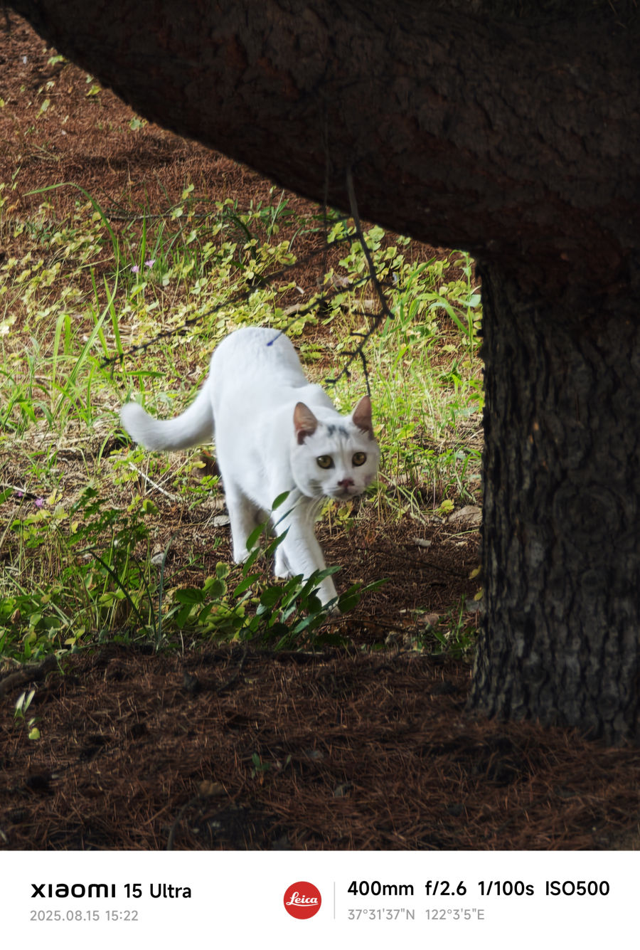 乖巧小猫