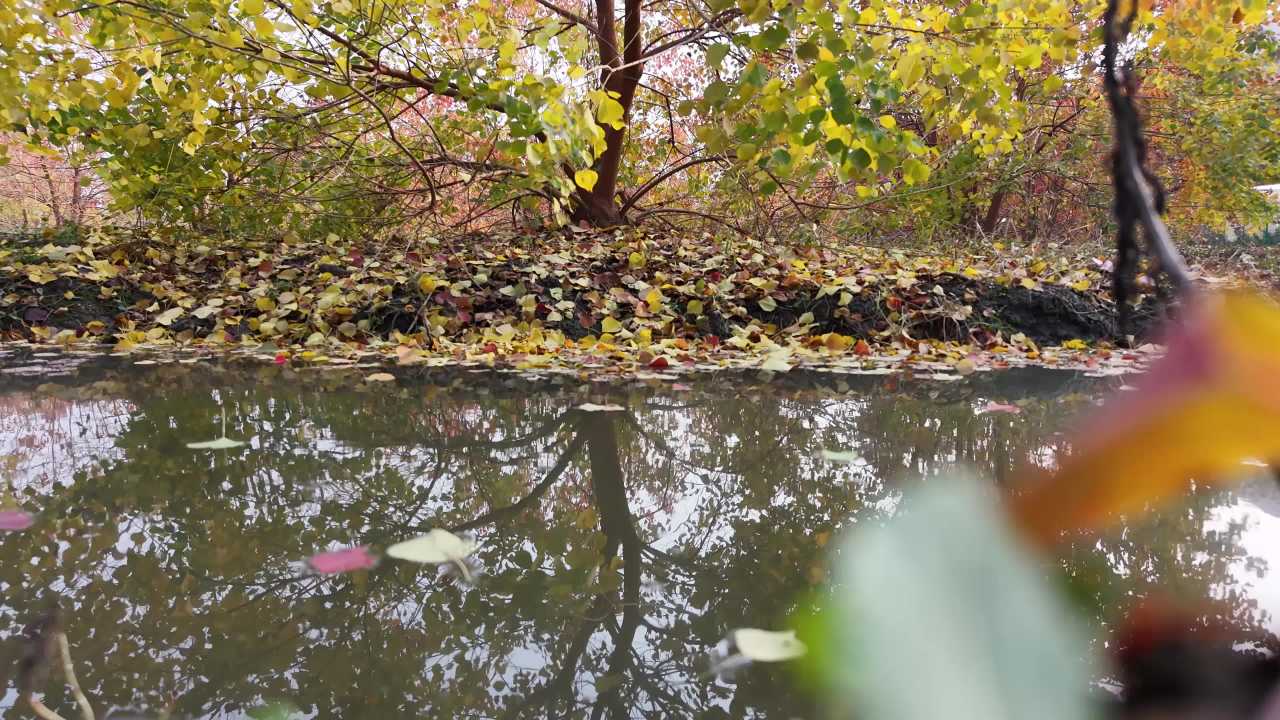 秋日池塘静谧景