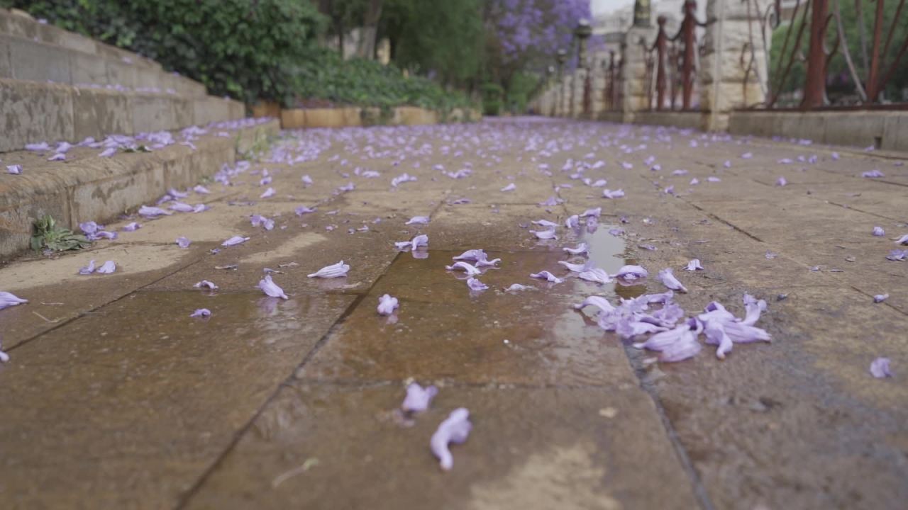 雨后花瓣静谧地铺满地面