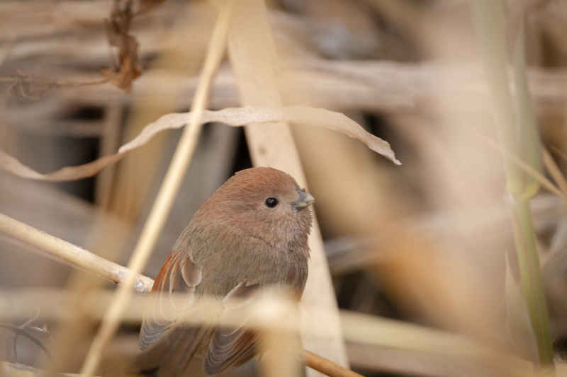 棕头鸦雀