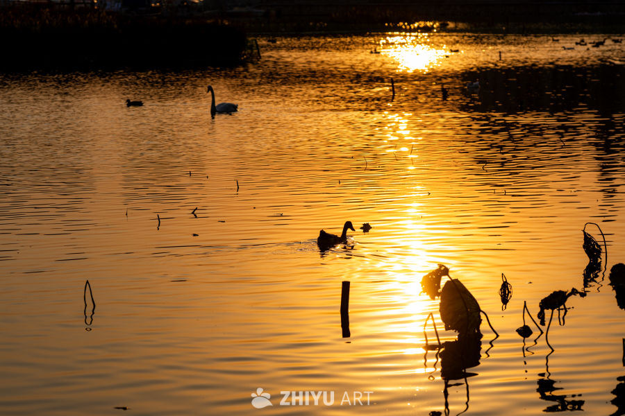 天鹅伴夕阳